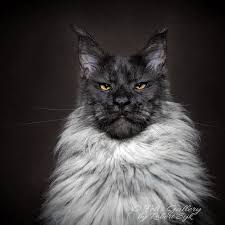 Mythical Beasts Photographer Continues Capturing The Majestic Beauty Of Maine Coons Bored Panda