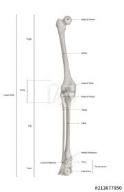 Find the perfect human skeleton diagram stock illustrations from getty images. Infographic Diagram Of Human Skeleton Lower Limb Anatomy Bone System Or Leg Bone Posterior View 3d Human Anatomy Medical Diagram Educational And Human Body Concept Isolated On White Background Ilustracao Do Stock