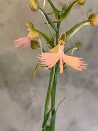 Image result for Habenaria myodes