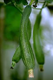 Feb 27, 2020 · a bit about the luffa gourd. Luffa Gourd Seeds 5345 Osc Seeds