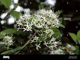 Image result for Pavetta sp. F