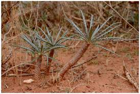 Image result for Pyrenacantha kirkii