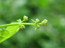 Image result for Rubia cordifolia