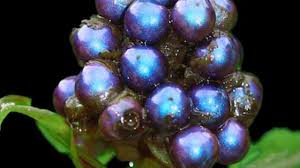 Image result for Pollia condensata