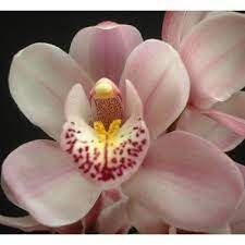 Mini Cymbidium Orchids Blushing Fiftyflowers Com Cymbidium Orchids Orchid Flower Flowers