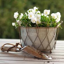 Les pensées vivaces à fleurs doubles. Pensee Culture Et Entretien Pour De Jolies Fleurs