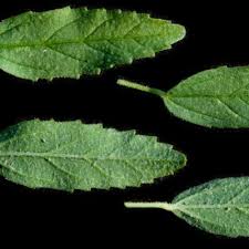 Image result for Hermannia kirkii