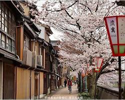 高岡東茶屋街賞櫻