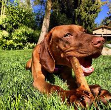 Pictured on about us tab. How Much Does A Vizsla Or Any Dog Cost Punch Debt In The Face