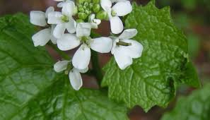 Check spelling or type a new query. Nature Notes Garlic Mustard An Edible And Delicious Invasive Plant Philadelphia Parks Recreation City Of Philadelphia