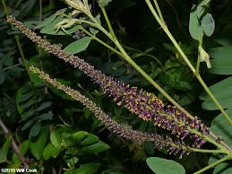 Image result for Indigofera filipes