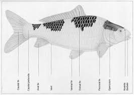 I don't know what to do. How Not To Hande A Needle When Injecting Your Koi