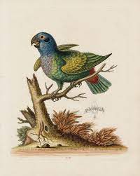 Find thousands of prints from modern artwork or vintage designs or make your own poster using our free design tool. The Blue Headed Parrot From George Edwards Antique Parrot Prints 1743 Ptichki Pticy