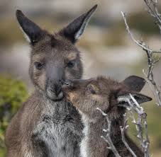 Kangaroos are the only large animals to use hopping as a means of locomotion. Australien Gibt Es Noch Kangurus Auf Kangaroo Island Welt