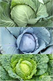 We show you how to thaw frozen cabbage without damaging it or impacting its flavor and health benefits, too. Ultimate Cabbage Guide Grow Harvest Cook Preserve With 26 Recipes An Oregon Cottage