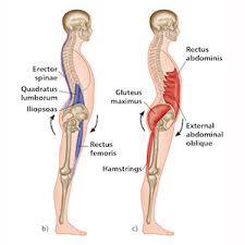The gluteal muscles are a group of three muscles which make up the buttocks: The Vital Glutes Connecting The Gait Cycle To Pain And Dysfunction Gibbons John 9781583948477 Amazon Com Books