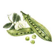 Download Premium Vector Of Hand Drawn Sketch Of Peas By Noon About Vegetables Hand Painted Vegan Agriculture Color And Cooking 410145 How To Draw Hands Vegetable Illustration Vegetable Drawing