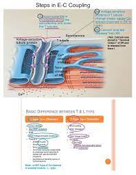 Steps In Excitation Contraction Coupling Note T Type Channel Brings Action Potential Close To Sr Medical Knowledge Physiology Notes Action Potential