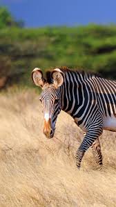 Animal Zebra 1080x1920 Mobile Wallpaper Animals African Animals Animals Beautiful