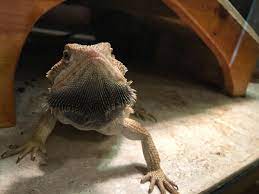 We did not find results for: The Black Beard Of An Unhappy Dragon Who Decided To Track Poop Everywhere While Mom Was At Work Beardeddragons