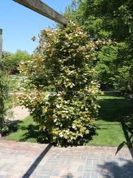 Kiwis sind die exoten im garten, aber erfreuen sich auch im kübel auf balkon und terrasse großer beliebtheit. Scharfzahniger Strahlengriffel Buntblattrige Kiwi Actinidia Kolomikta Mannl Baumschule Horstmann