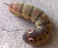 Maybe you would like to learn more about one of these? Tersa Sphinx Caterpillar What S That Bug