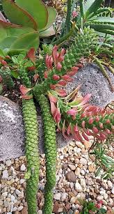 Image result for Monadenium