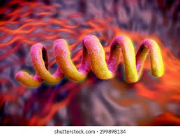 Image result for Treponema