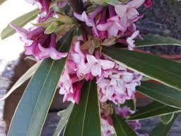 È un piccolo albero con fioritura tardiva ma abbondante. I 10 Fiori Piu Profumati Dell Autunno