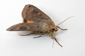 Combine 1/2 cup salt with 1/2 cup baking soda and 1 cup of vinegar, and pour down the drain. How To Get Rid Of Moths Pesthow