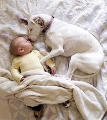 Perro Y Bebe Perros Y Bebes Animales Bebe Bonitos Perro Amigo
