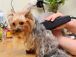 How To Groom Your Dog With Clippers Animal Behavior College Mobile Pet Grooming Pet Grooming Dog Grooming Tips