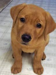 Akc yellow lab puppies born may fifth excellent blood lines five hundred dollars each call for details… 40 Palmer The Pup Ideas Fox Red Labrador Red Labrador Puppies