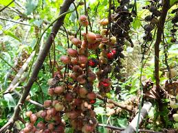 Image result for Alchornea cordifolia