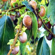 Image result for Diospyros