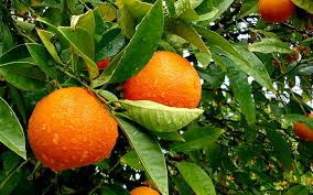 Fruits wallpapers (album 6) | funjunktion. Close Up Shot Of Orange Fruit On Tree Wall Food Close Up Shot Orange Fruit Hd Wallpaper Wallpaperbetter