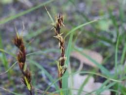 Image result for Tetraria