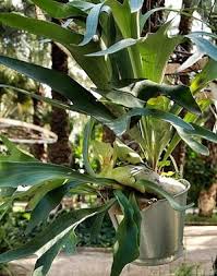 Image result for parožnatka Platycerium