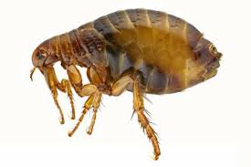 Vets recommend using natural products for treatment. 8 Home Remedies For Fleas Diatomaceous Earth