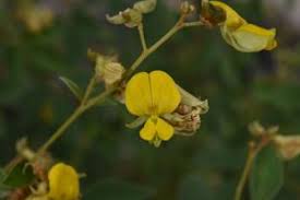 Image result for Rhynchosia clivorum