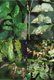 Image result for Deinbollia sp. A