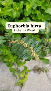Image result for Euphorbia thymifolia