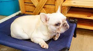 we are the furballs wtf 門票 含飲品 狗狗零食袋 白沙浮商業城的毛小孩狗狗咖啡廳 klook客路台灣 dog behavior dog lovers mans