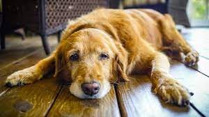 Arthrose Beim Hund Was Hilft Tiergesund De