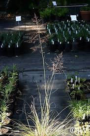 Image result for Sporobolus ioclados