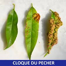 Bouillie bordelaise promos et prix. Que Traite Comme Maladie La Bouillie Bordelaise La Bouillie Bordelaise