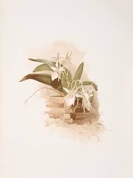Image result for Angraecum minus