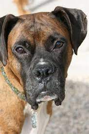 About The Breed Green Acres Boxer Rescue Of Wisconsin Boxer Rescue Boxer Love Boxer