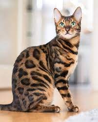 Pin By Enm Personal On Kashmir Cats Dream And Future Cat Bengal Cat Cats Felidae