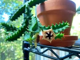 Image result for Huernia zebrina